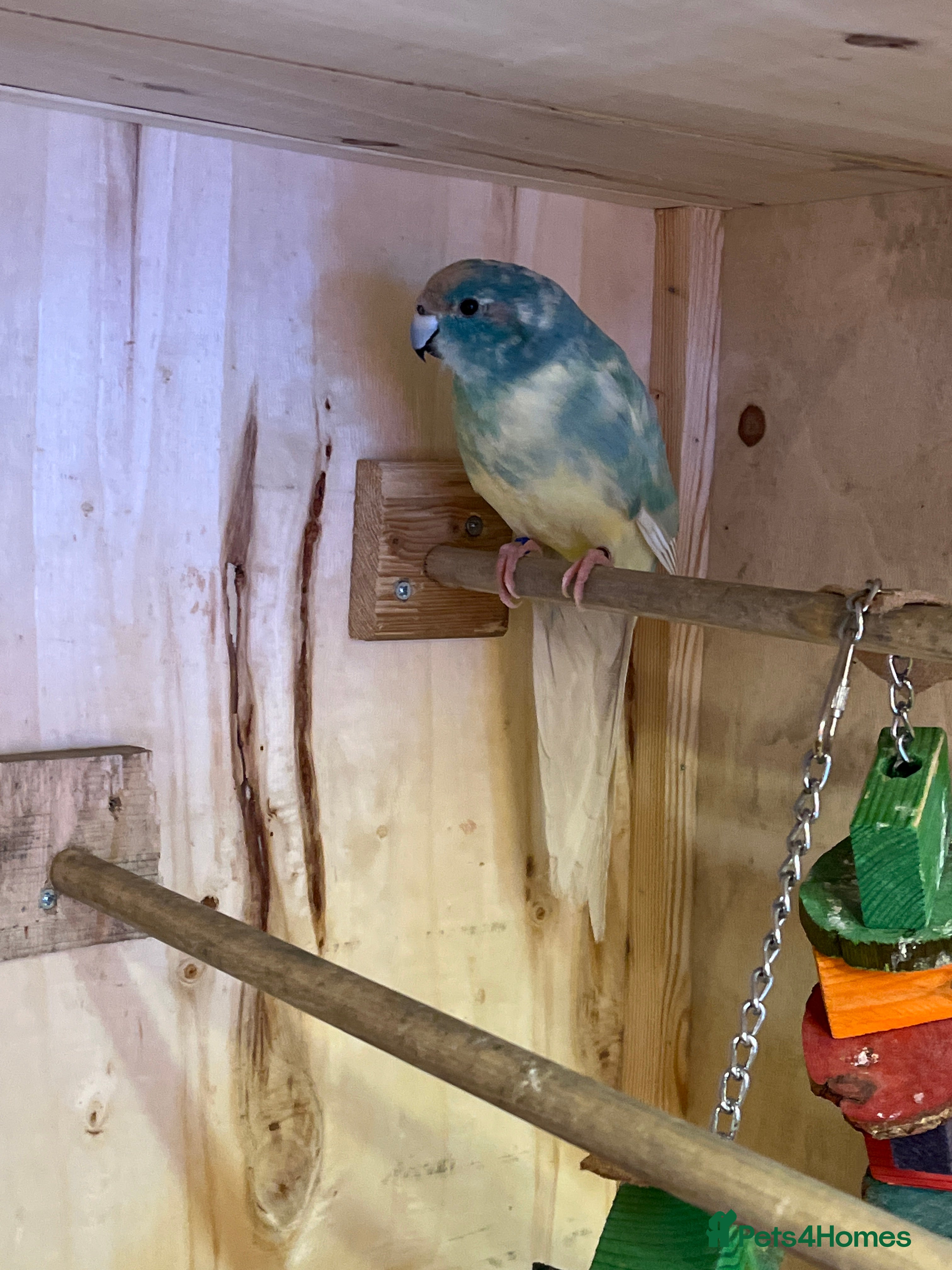 Parakeets birds Kakarika pair for sale - Advert 1