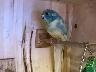 Parakeets birds Kakarika pair for sale - Advert 1