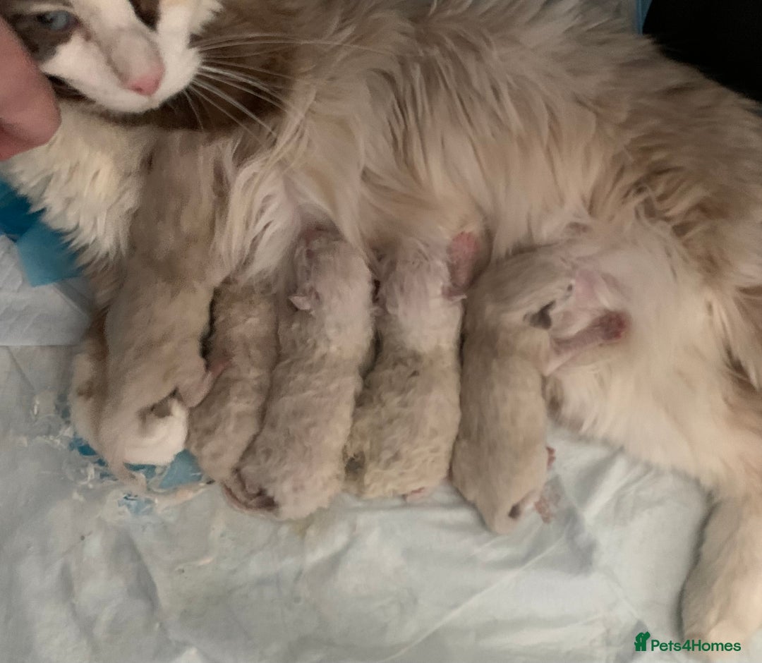 Ragdoll cats for sale: Beautiful Ragdolls kittens  - Advert 18