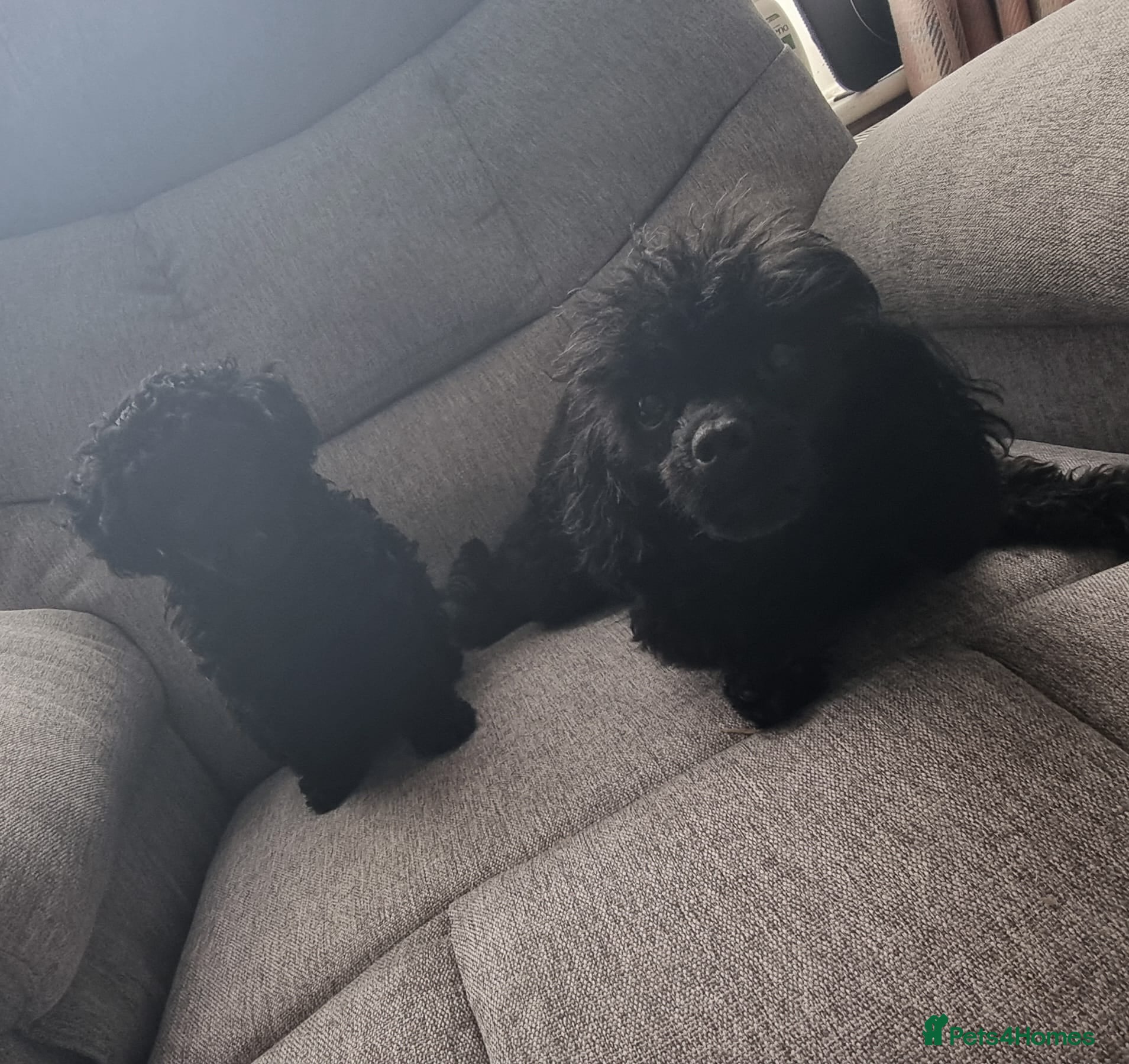 Toy Poodle dogs for sale: Gorgeous Kc Toy Poodle Puppy for Sale!  - Advert 6