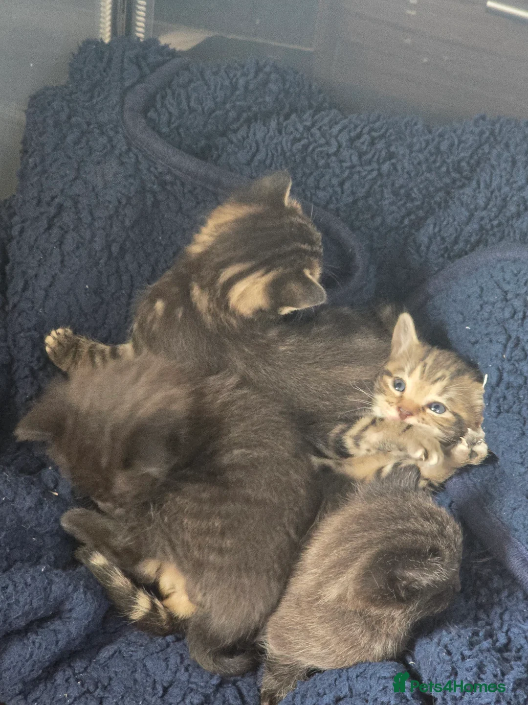 Mixed Breed cats for sale: Kittens - Advert 2