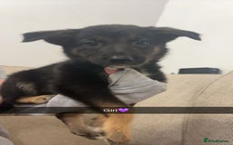 Mixed Breed dogs for sale: German shepherd x border collie puppies  - Image 11