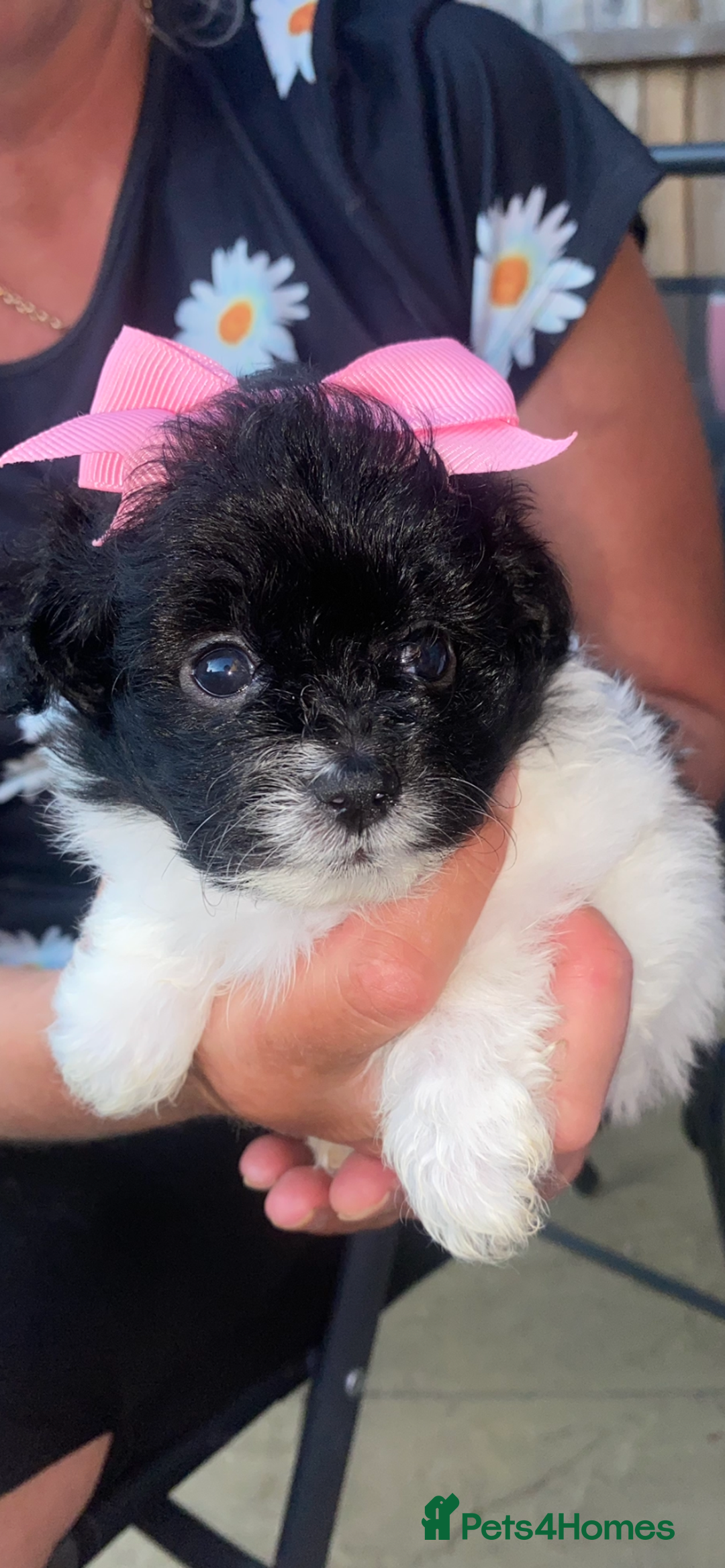 Pomapoo dogs for sale: ASIAN LINES RARE TOY POMAPOO - Image 2