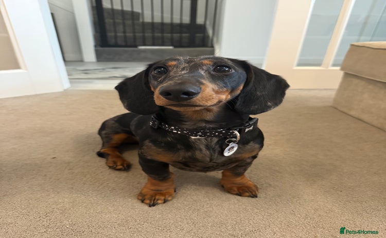 Dachshund dogs - Advert 1