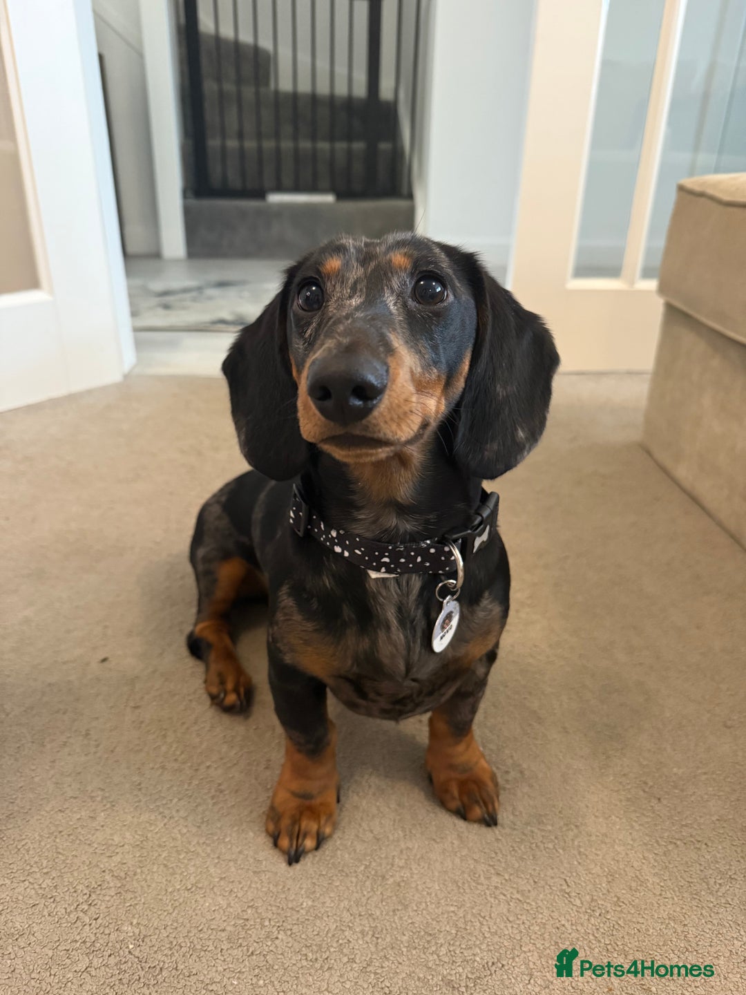 Dachshund dogs for sale: Black & Tan Dapple Dachshund - 8 month old - Image 1