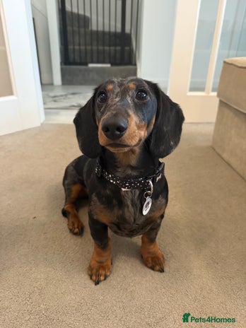 Dachshund dogs - Advert 4