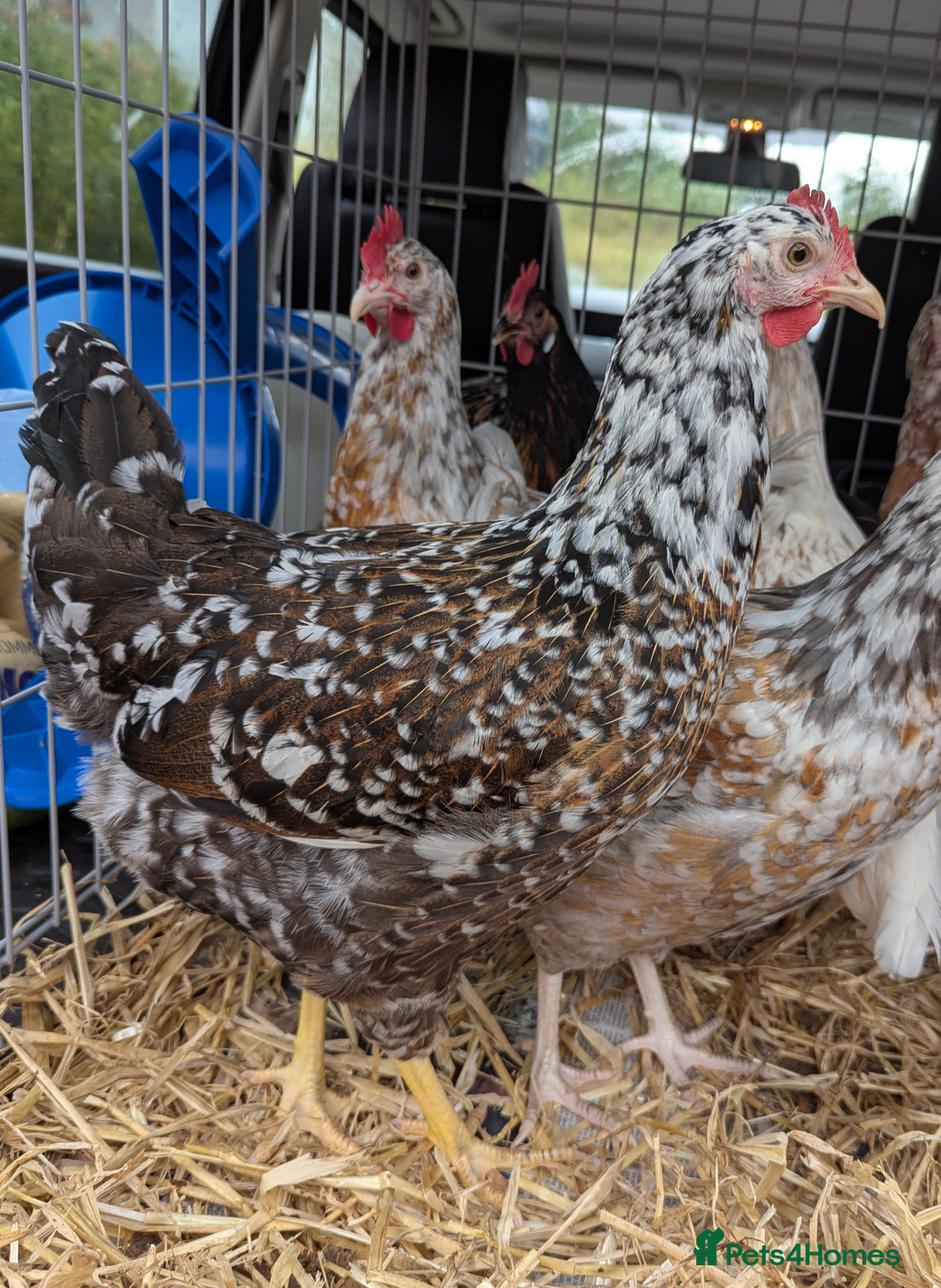 Chickens poultry for sale: Rare Gorgeous Purebred Swedish Flower Hen  POL - Image 4