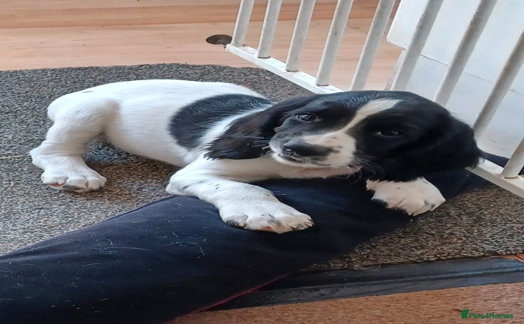 English Springer Spaniel dogs in Cullompton - Advert 2