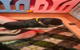 Cocker Spaniel dogs for sale: Beautiful cocker spaniel  - Image 6