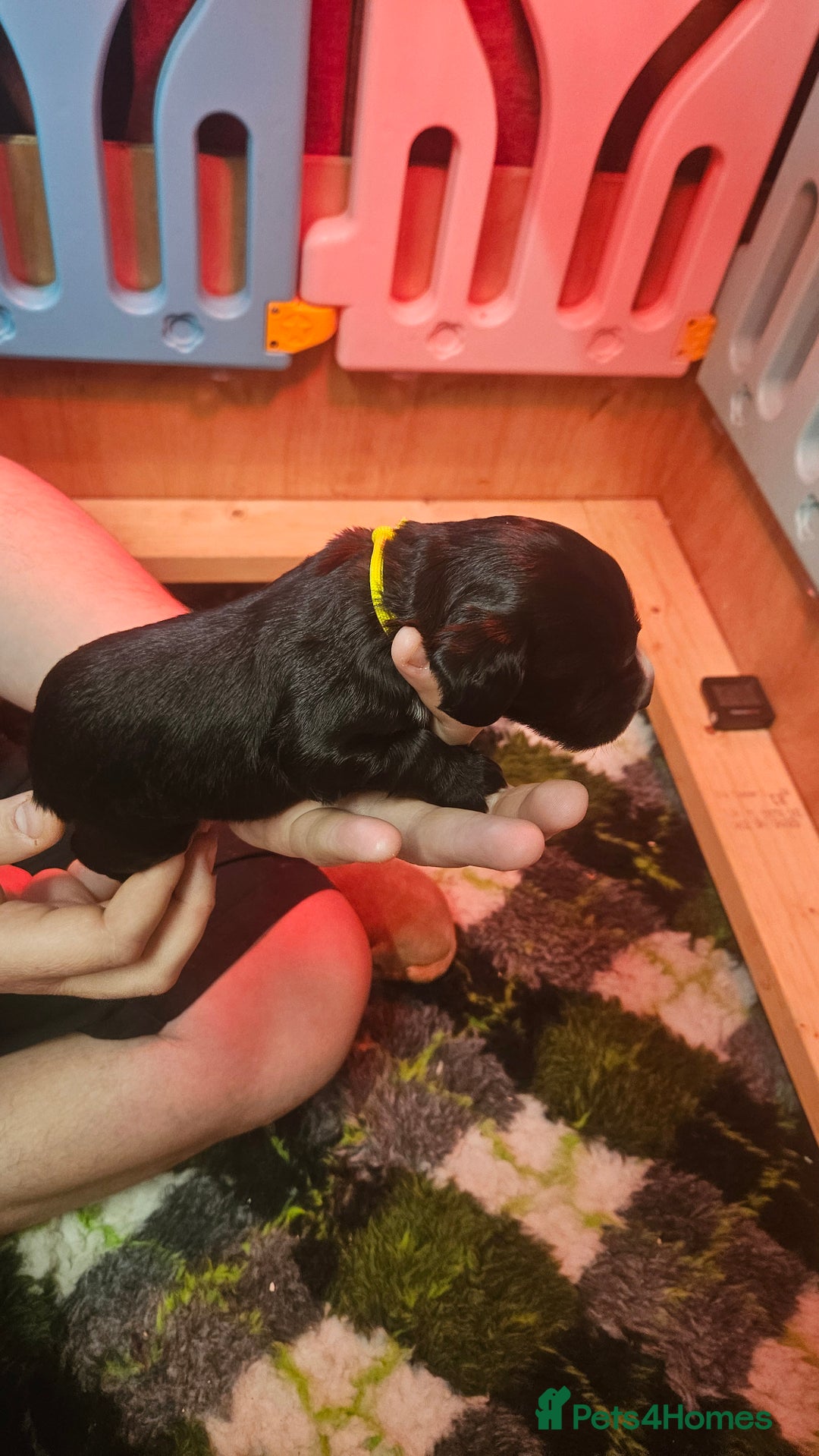 Cocker Spaniel dogs for sale: Beautiful cocker spaniel  - Image 6