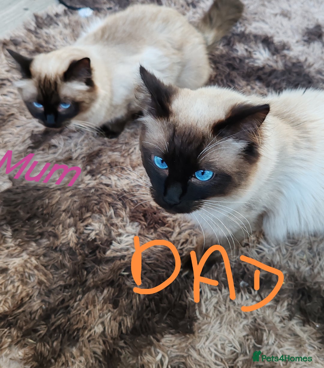 Ragdoll cats for sale: Ragdoll kittens - Image 5