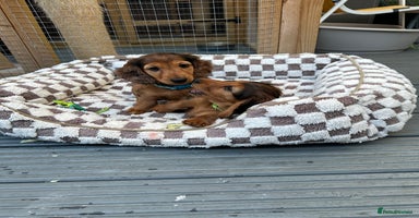 Dachshund dogs - Advert 4