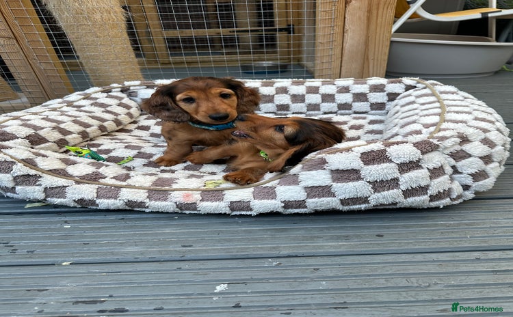 Dachshund dogs - Advert 1
