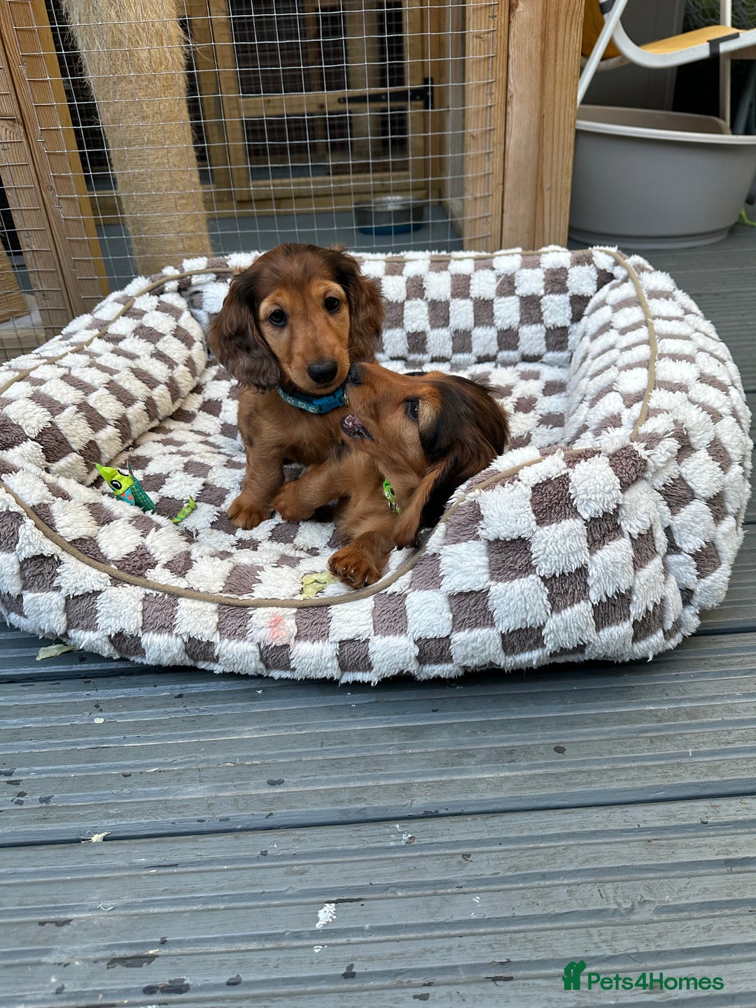 Dachshund dogs for sale: KC Registered Quality Mini Dachshunds long hair  - Image 10