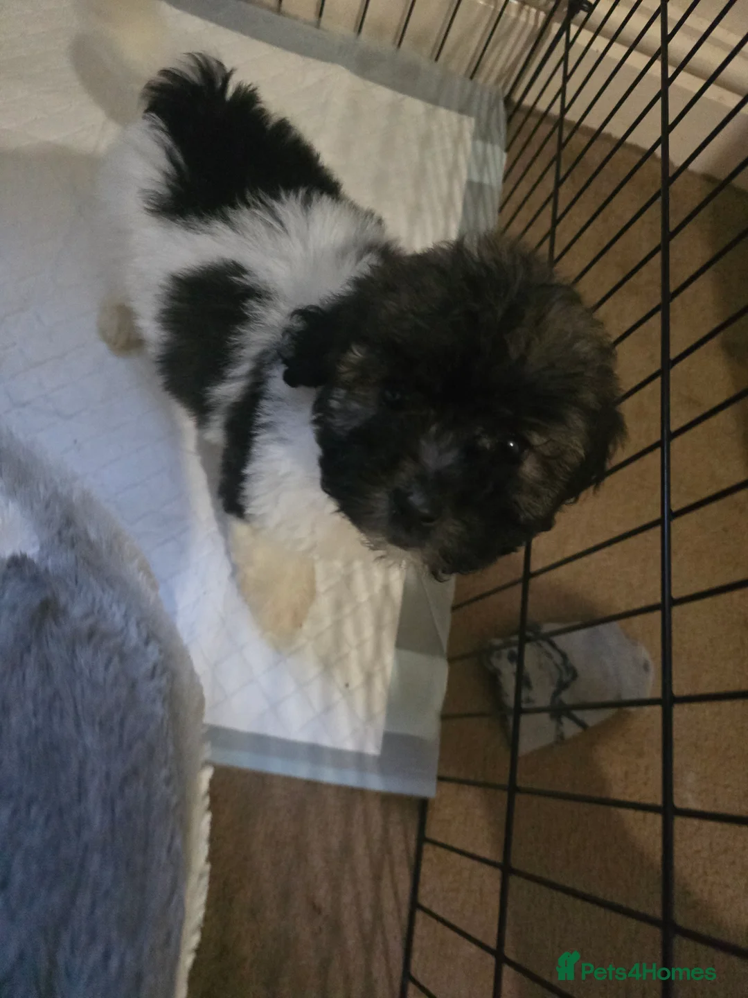 Mixed Breed dogs for sale: Bichon puppies  - Advert 1