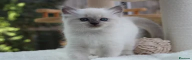 Cosmo