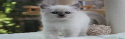 Ragdoll cats for sale: GCCF Reg Ragdoll Kittens – Outstanding GrCh Lines in Droitwich - Advert 13