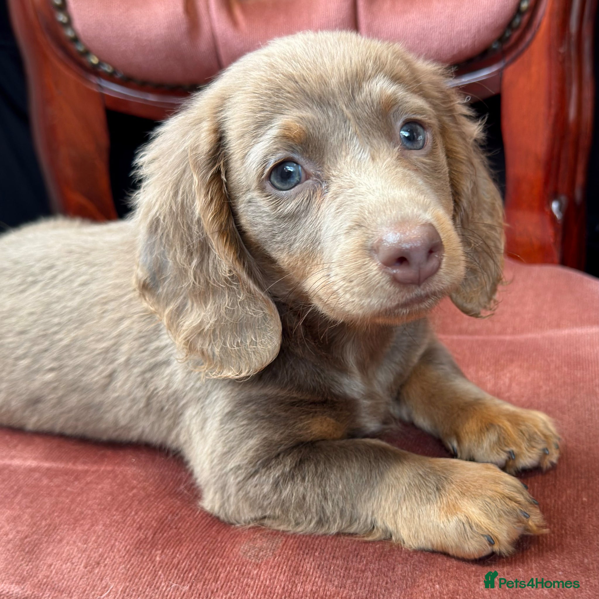 Miniature Dachshund dogs Long Hair Dachshund miniature Dapple - Advert 4