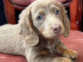 Miniature Dachshund dogs Long Hair Dachshund miniature Dapple - Advert 4