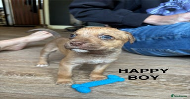 Mixed Breed dogs - Advert 7