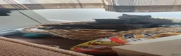 British Shorthair cats for sale: 3 lovely black kittens in Preston - Advert 7