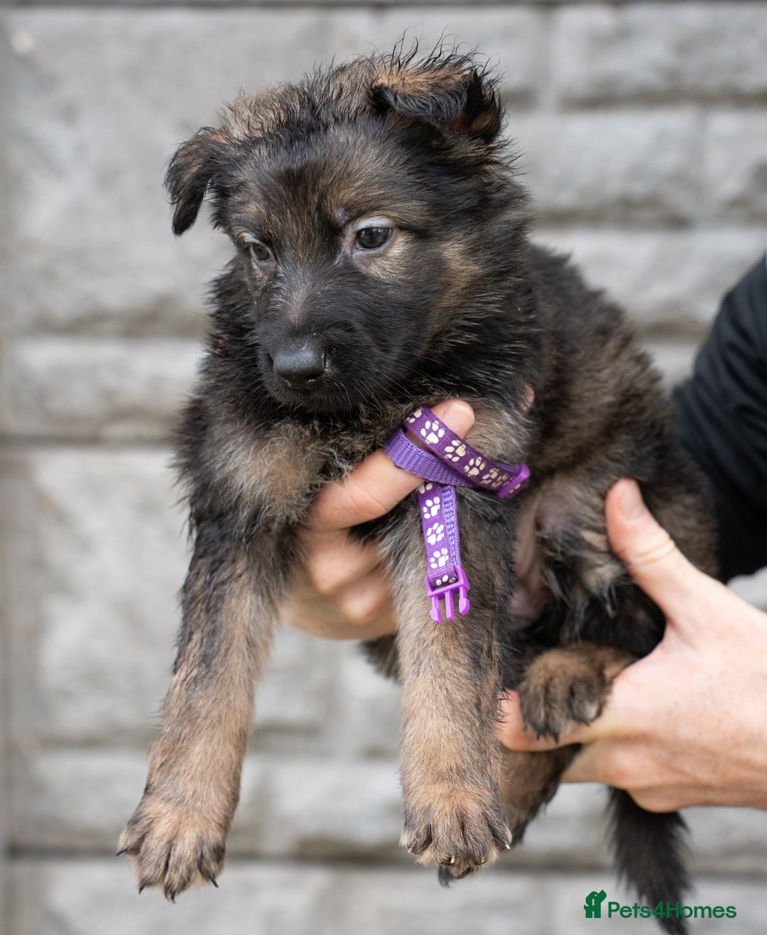 German Shepherd dogs for sale: German Shepherd Puppies - Image 14