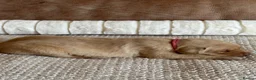 Labrador Retriever dogs for sale: * KC Reg Health Tested Puppies *  - Advert 25