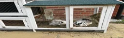 Mini Lop rabbits for sale: Pair of bunnies  - Advert 4