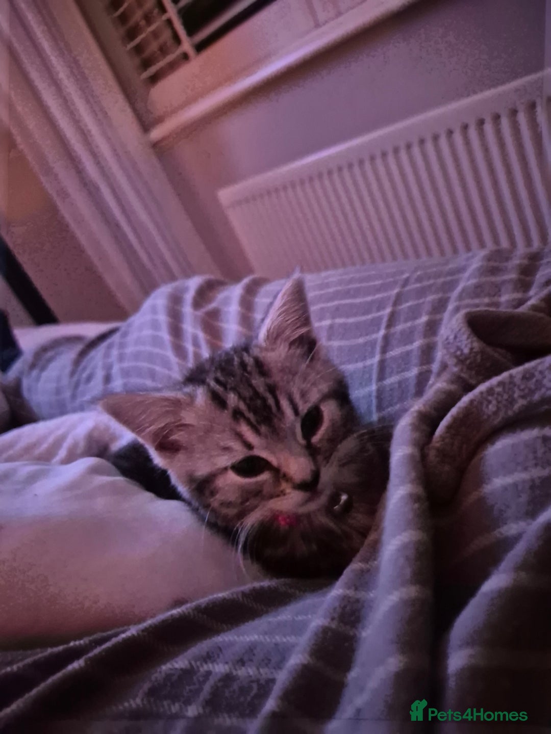 Domestic Shorthair cats for sale: Male Black silver tabby in Bootle - Advert 3