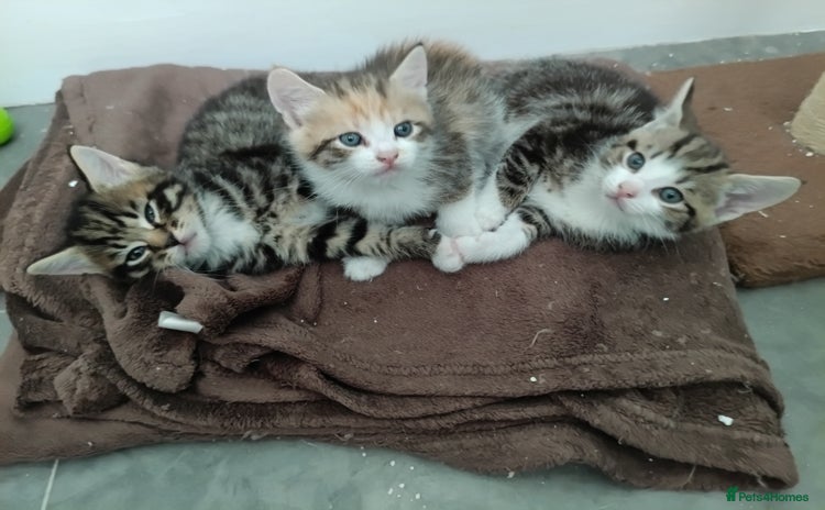 Mixed Breed cats - Advert 8