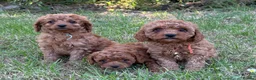 Cavapoo dogs for sale: Cavapoo puppies  - Advert 1
