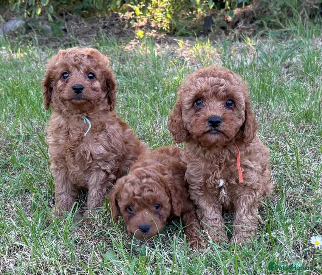 Cavapoo dogs for sale: Cavapoo puppies  - Advert 1
