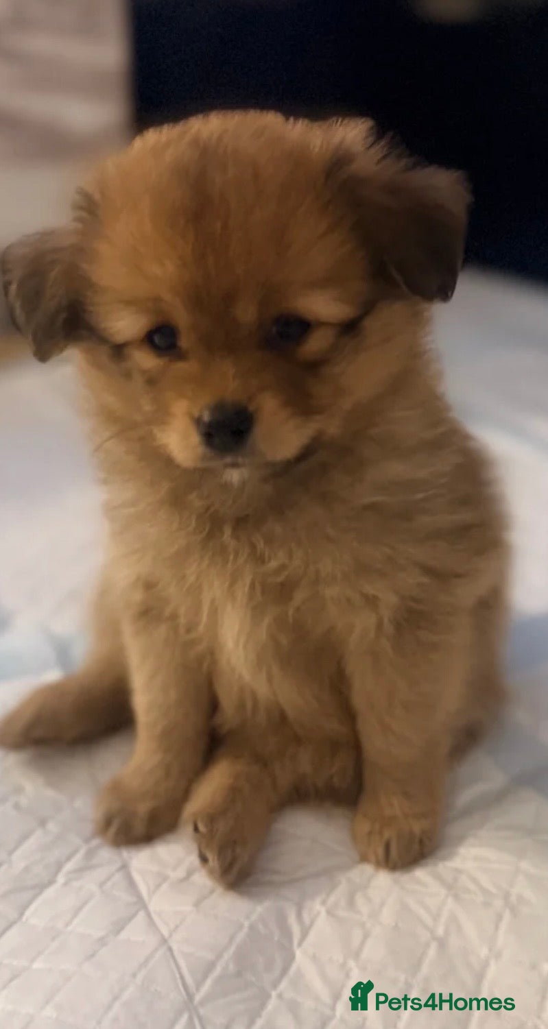 Pomchi dogs Beautiful 13 Week Old Pomchi Boy - Advert 1