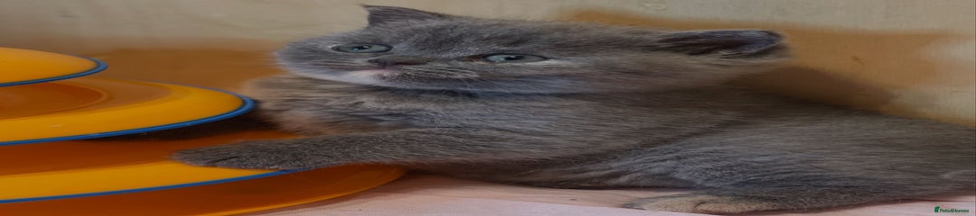 Uki