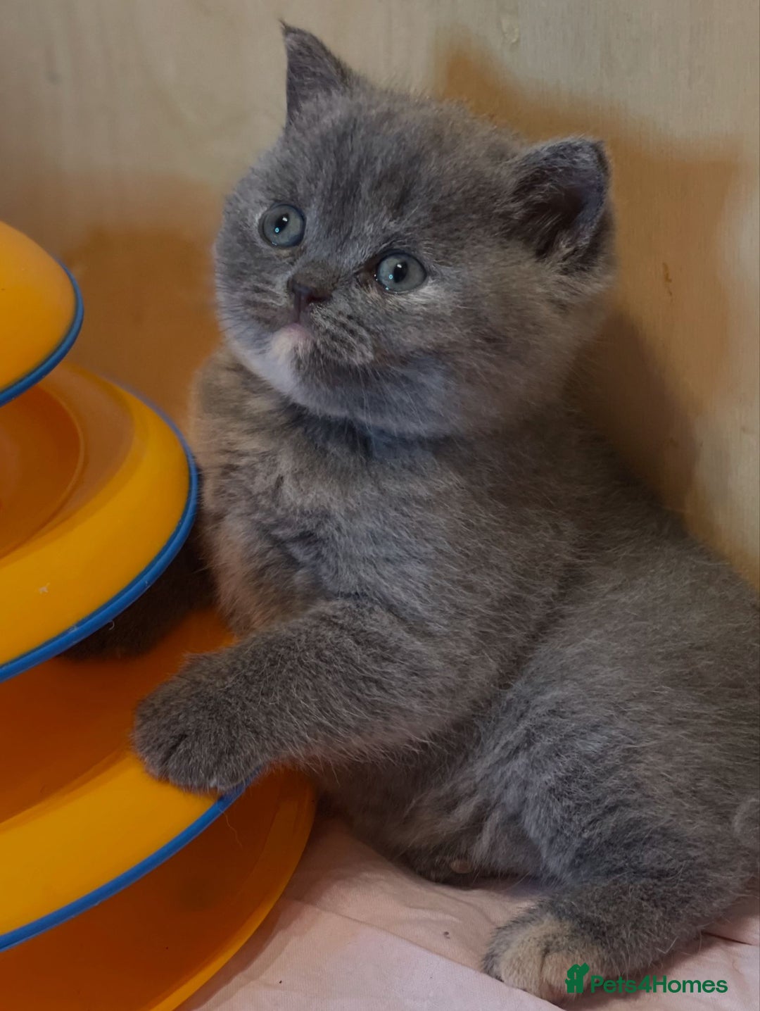British Shorthair cats for sale: Beautiful British Shorthair Kittens – ReadyOctober - Image 6