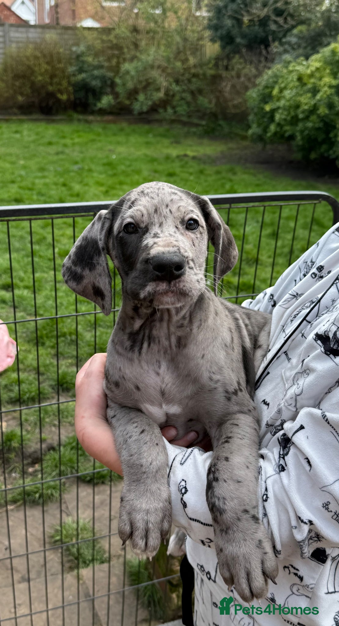 Great Dane dogs Health Tested 2 left Great Dane pups - Advert 7