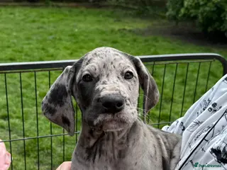 Great Dane dogs Health Tested 2 left Great Dane pups - Advert 7
