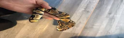 Python Snake reptiles for sale: Ball python yearlings  - Advert 3