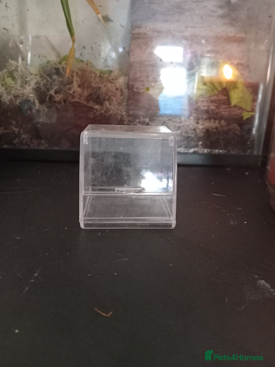 Snails invertebrates for sale: Albino giant African land snails- Fulica - Advert 13