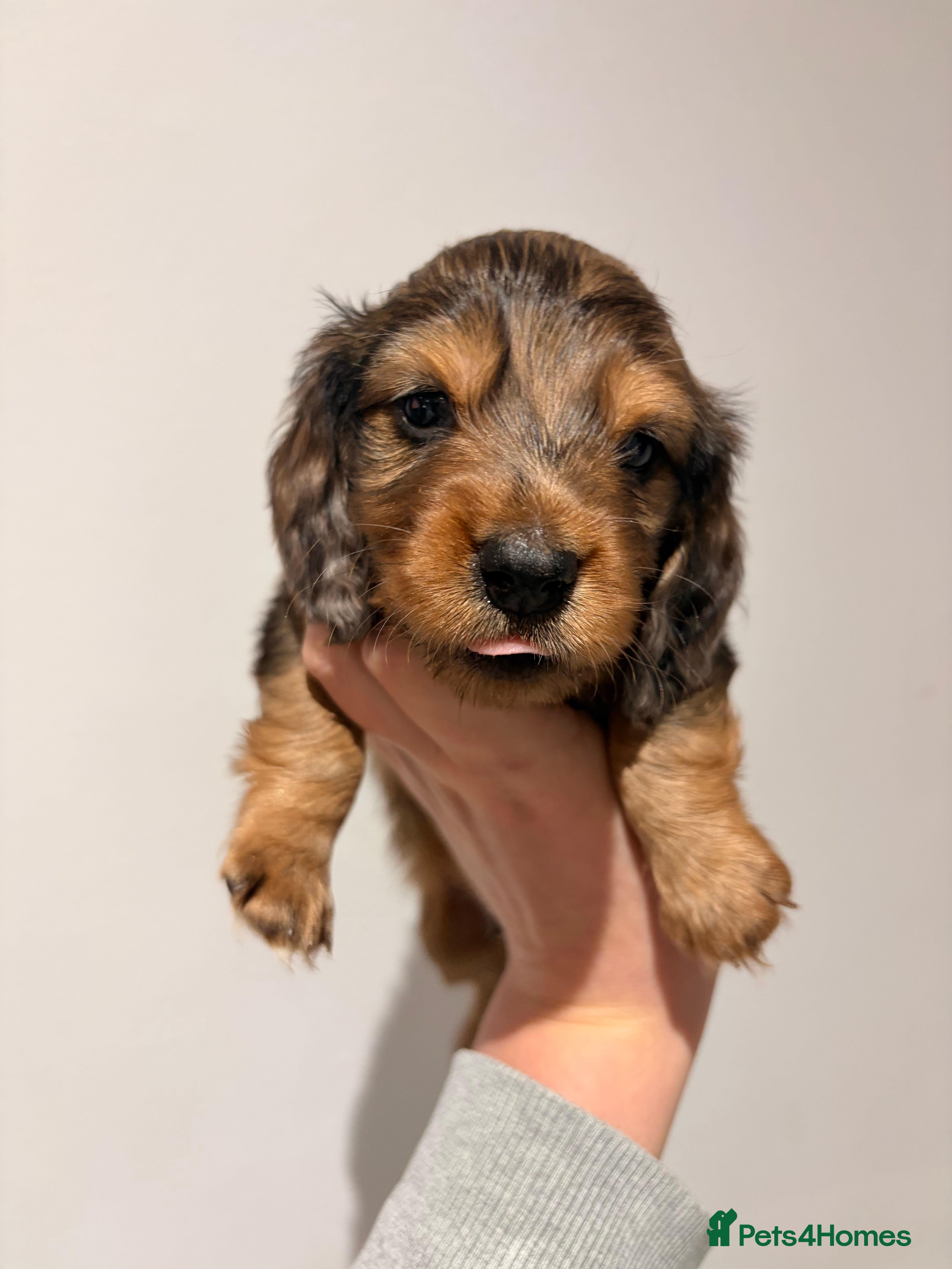 Miniature Dachshund dogs Quality Russian shaded red minis - Advert 17