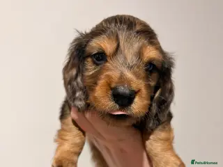 Miniature Dachshund dogs Quality Russian shaded red minis - Advert 17