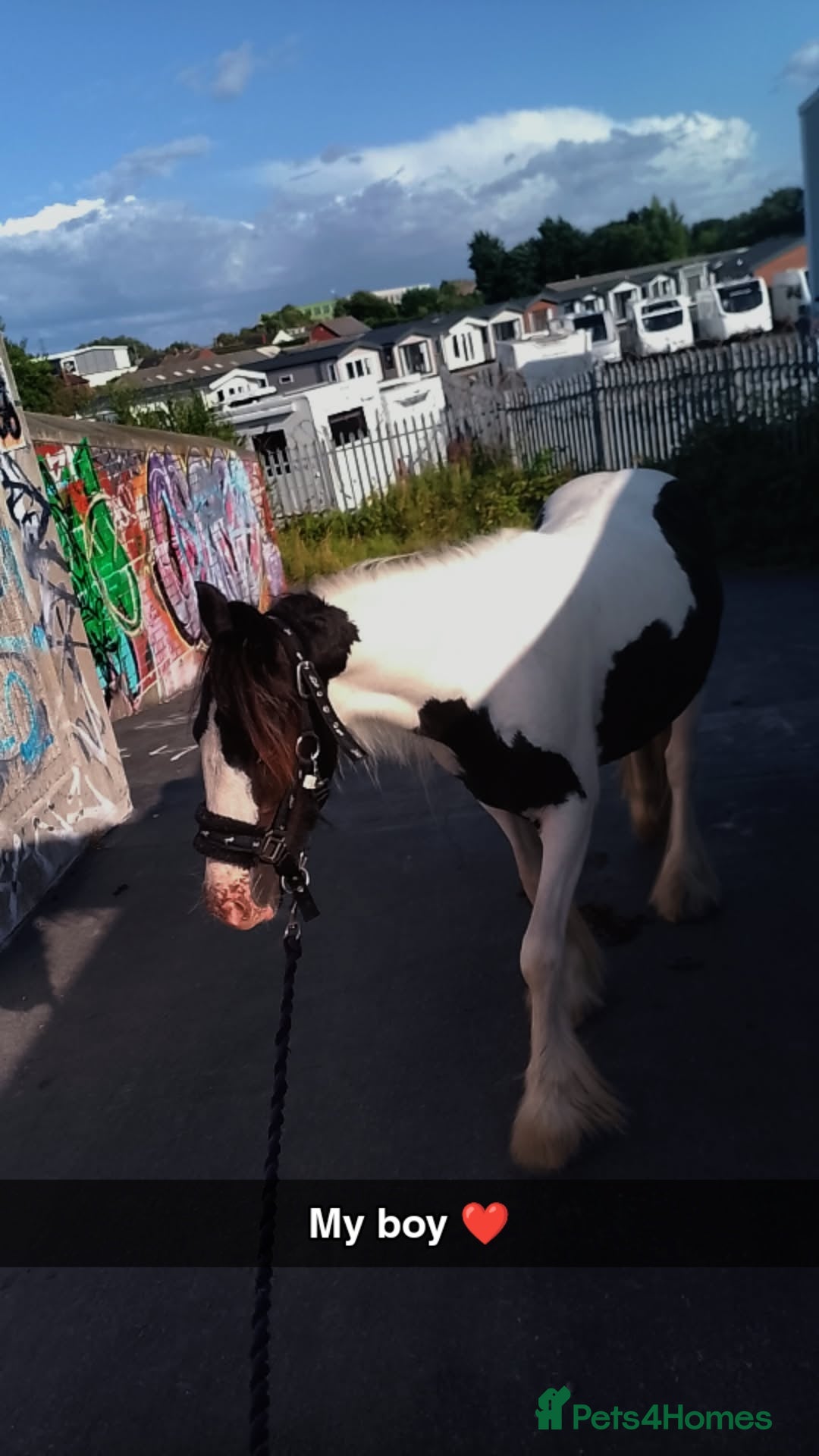 Miniature horses for sale: Mini cob  - Image 4