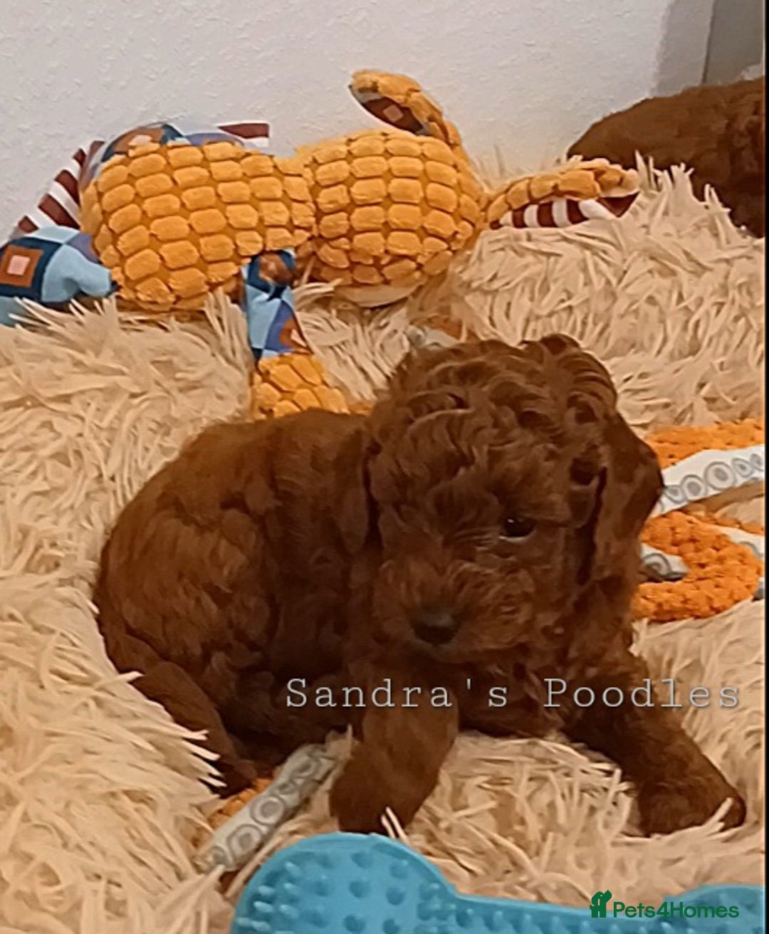 Miniature Poodle dogs for sale: ☆Quality KC Red Mini Poodles DNA Health Tested☆ - Advert 3