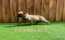Belgian Shepherd Dog dogs for sale: Beautiful Belgium Malinois pups for sale  - Image 4