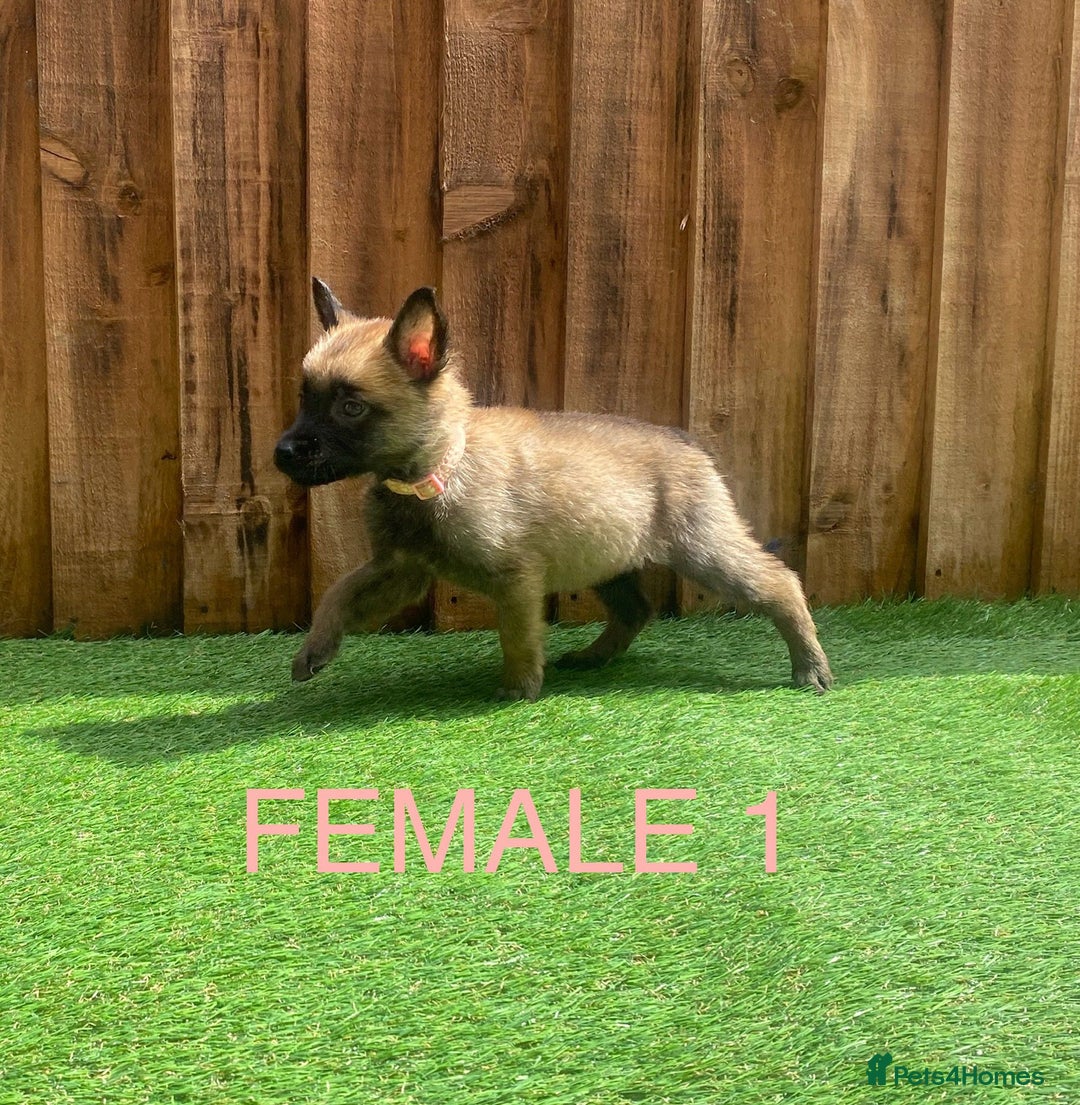 Belgian Shepherd Dog dogs for sale: Beautiful Belgium Malinois pups for sale  - Image 4