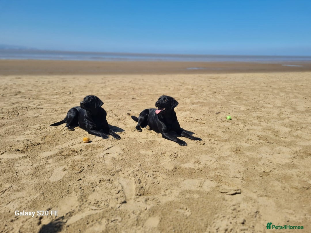 Labrador Retriever dogs for sale: Black labrador gundog working puppies  - Image 2