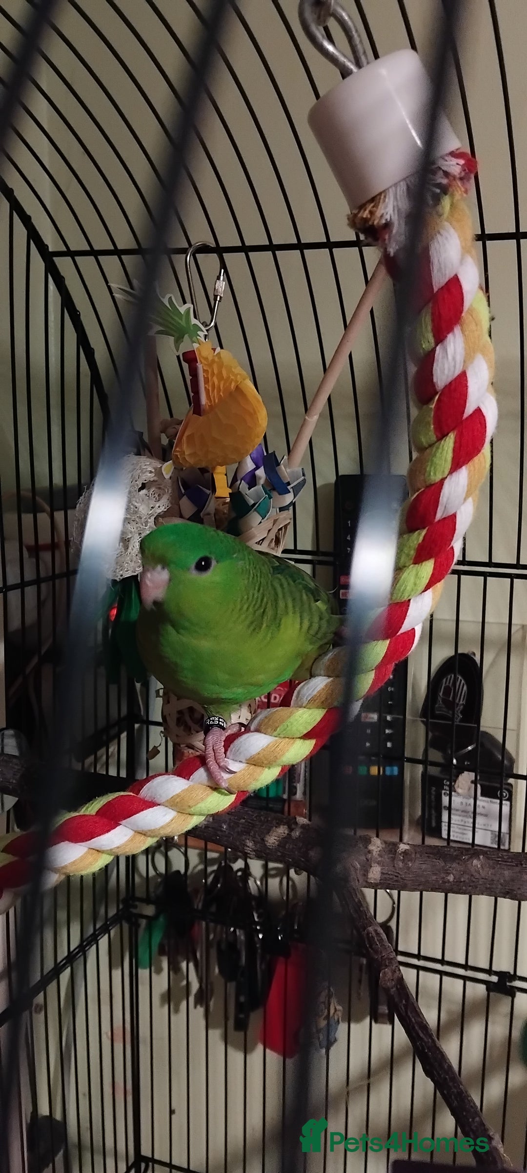 Parakeets birds for sale: Lineolated parakeet  - Advert 4