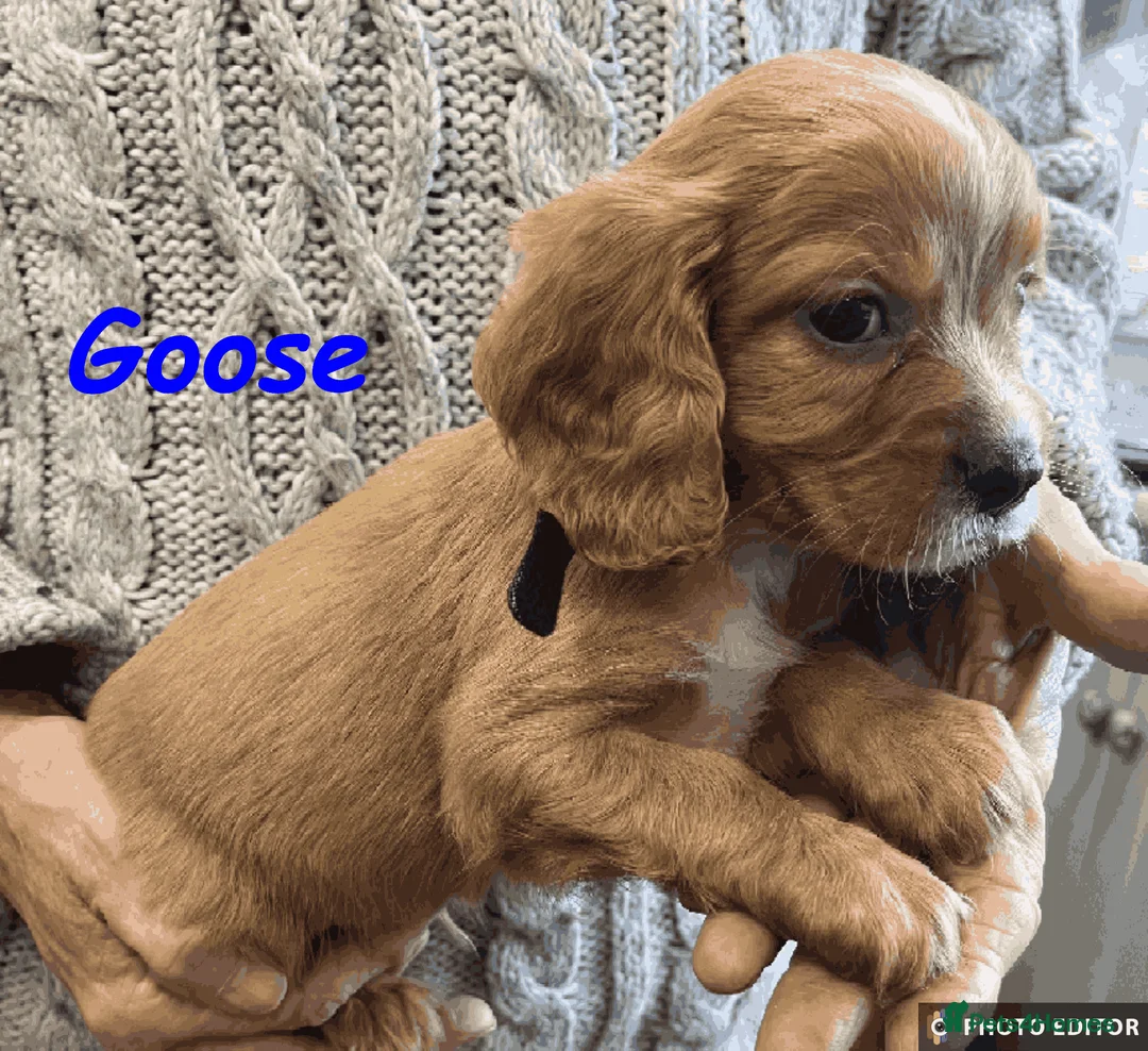 Cockalier dogs for sale: Adorable Cockalier Puppies - Advert 24