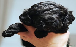 Cockapoo dogs for sale: F3 cockapoo  - Image 11
