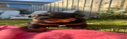 Rottweiler dogs for sale: Rottweiler Puppies  - Advert 8